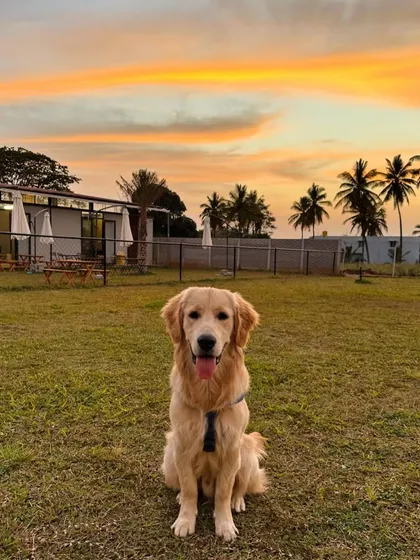 A stunning sunset view with a golden retriever enjoying the last light of the day.