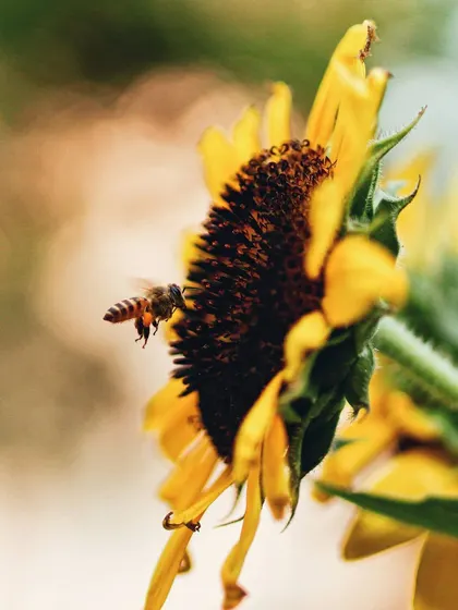 A bee is captured in mid-flight as it approaches a sunflower. This action-filled macro shot showcases the photographer's skill in capturing motion in nature.