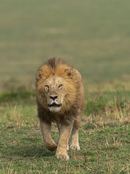 A head-on shot of a lion walking with purpose. The direct gaze is what makes this image compelling. It’s a moment of pure, untamed presence.