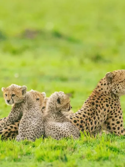 A cheetah mother is surrounded by her curious cubs. The early days of a cheetah's life are perilous, and a mother's vigilance is all that stands between them and the dangers of the savannah.