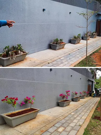 A simple yet impactful makeover. I replaced tired, old plants with vibrant bougainvillea, instantly reviving the look of this walkway with fresh soil and color.