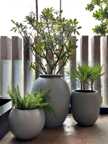 A simple yet elegant cluster of three pots in varying sizes. The tallest contains a Frangipani, creating a focal point, while the smaller pots with ferns and Draco add layers and texture.