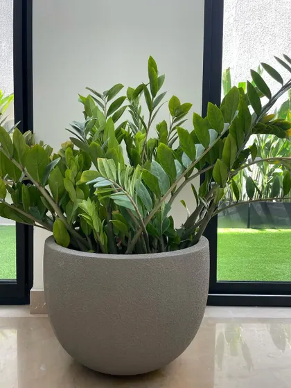 The ZZ plant is one of the hardiest indoor plants, perfect for beginners or low-light corners. Its waxy, dark green leaves look incredibly stylish in this simple grey bowl planter.