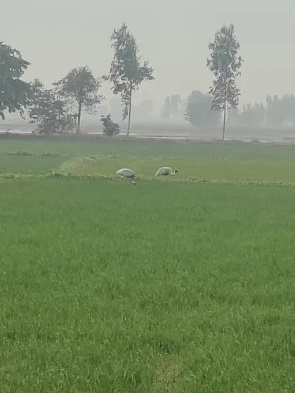 Cycling through the vast, green farmlands of the Braj region. The peaceful landscape on our Krishna's Trails tour offers a welcome escape from the hustle of city life.