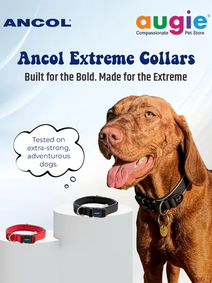 The Ancol Extreme Collar is built for the bold and made for the extreme. It has been tested on extra-strong, adventurous dogs to ensure it can handle whatever your pup gets into.