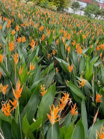 A large cultivation of Heliconia, showing the impressive scale of my tropical flower collection.