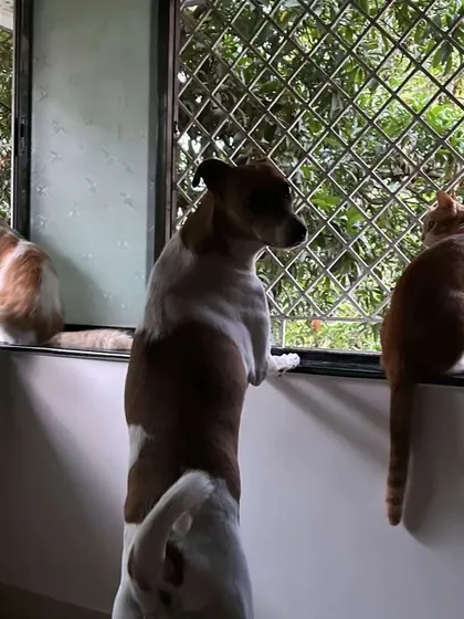 Dropped these beautiful kids, a dog and his cat siblings, to their new home with their parents. Happy families, happy life.