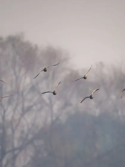 A flock of geese flying against a backdrop of trees in the fog. This minimalist shot captures the feeling of a quiet, gray winter morning.
