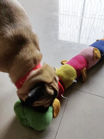 Pillu the Pug exploring a new caterpillar toy. We introduce new and exciting toys to keep their minds engaged and curious during their stay.