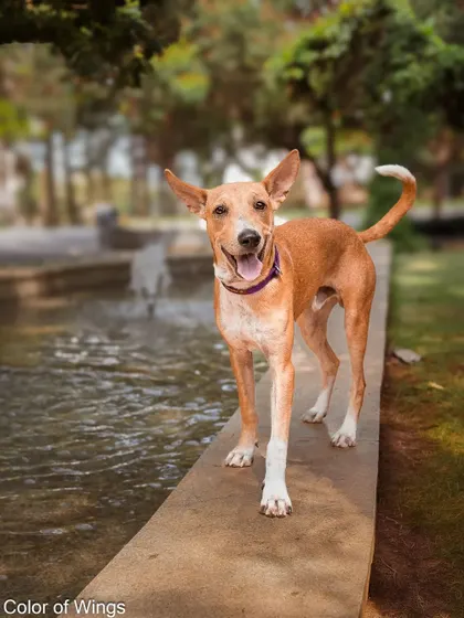 Jimmy Choo, the water baby, happily walking along the edge of a fountain.