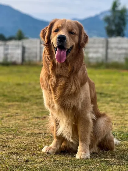 Snappi the Golden Retriever looking majestic with the hills in the background. Our location provides a beautiful and serene environment for dogs to relax and play.