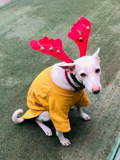 An elegant white Indie dog, dressed in a smart yellow shirt and reindeer antlers, sits gracefully for a picture during our Christmas event.