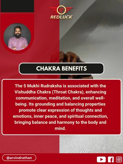The 5 Mukhi Rudraksha is connected to the Vishuddha (Throat) Chakra. Its grounding properties promote clear expression, enhance communication in meditation, and bring overall harmony to the body and mind.