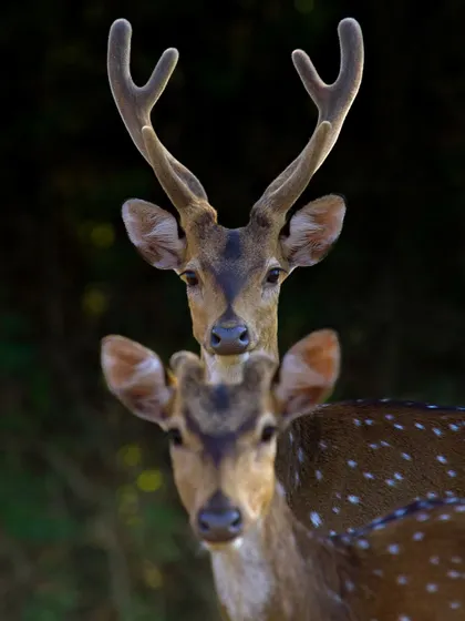 A pair of Spotted Deer, one with antlers in velvet. These beautiful animals are a crucial part of the ecosystem and a favorite subject for photography.