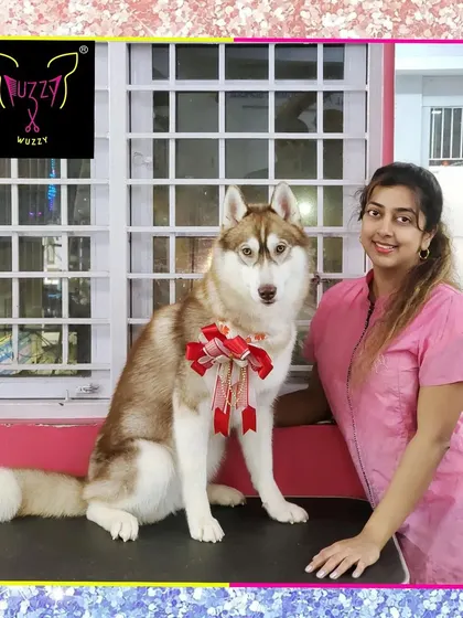 Kushma the red Siberian Husky is looking impish and beautiful. Her unique coat color is vibrant and healthy after a full grooming treatment.