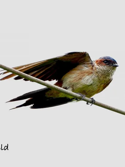 A Red-rumped Swallow stretches its wings while perched on a wire. This shot captures the beautiful shape and structure of its feathers in motion.