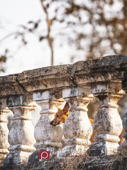The same curious dog, now peeking through a stone balustrade. Street dogs are masters of observation, and I love turning the camera back on them.