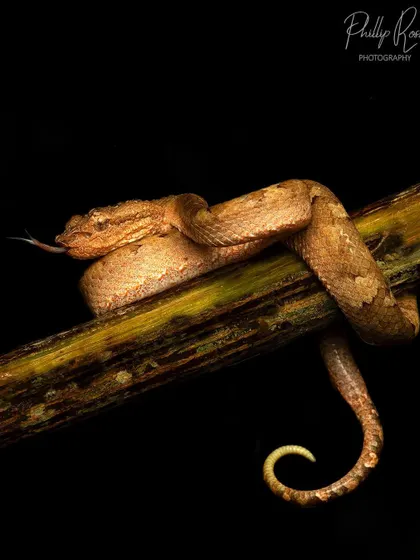 A brown morph Malabar pit viper coiled on a branch. These snakes come in many colors, which makes finding them a fun challenge.