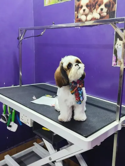 A duplicate image of the handsome Shih Tzu posing on the grooming table.