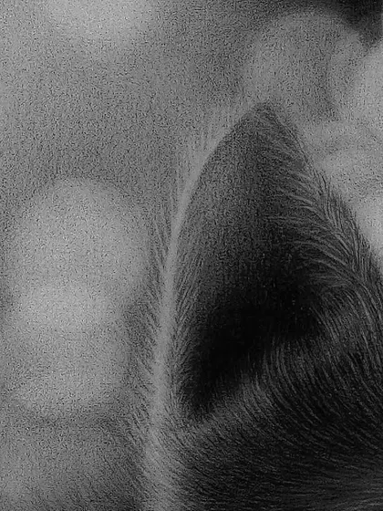 A macro detail shot of the kitten's ear, showing the fine pencil strokes used to create realistic fur texture.