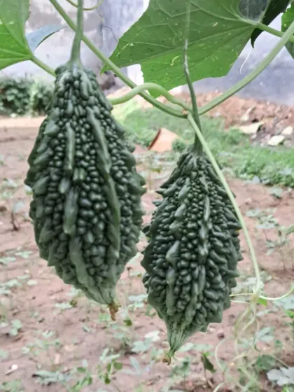 Another shot of my karela harvest. The background shows the typical soil and ground cover of my garden.