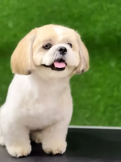 A sharp, clean haircut that gives this Shih Tzu a distinct and adorable bob-like look on the ears. Every detail, from the ears to the paws, is meticulously shaped.