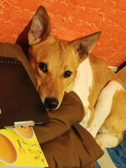 A cute Indie peeking over a laptop. They love to be involved in whatever their humans are doing.
