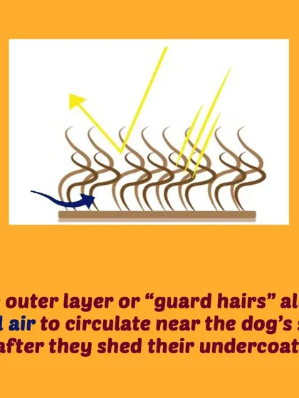 In summer, dogs shed their undercoat. The outer guard hairs remain, allowing cool air to circulate near the skin while reflecting sunlight.