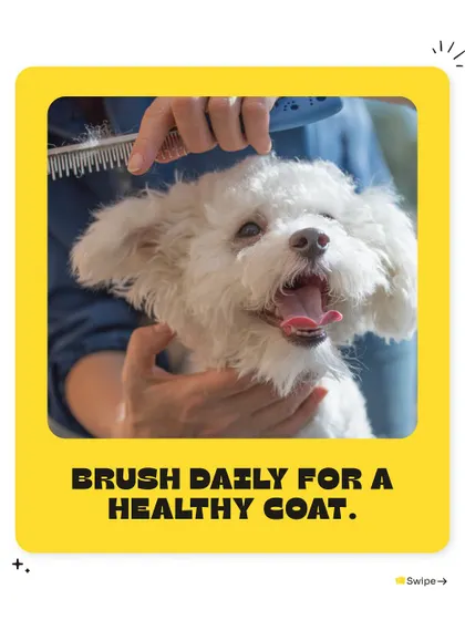 One of our top tips for a healthy coat is daily brushing. It helps distribute natural oils, prevent mats, and reduce shedding, keeping your pet's fur shiny and smooth.