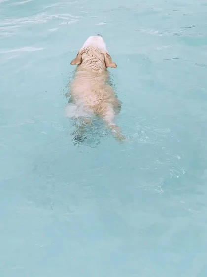 A Golden Retriever enjoys a peaceful swim. The water provides great support, making it a gentle exercise.