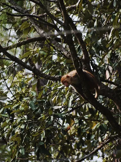 The monkey moves along a branch, almost hidden by the dense leaves.