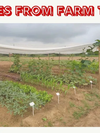 This is a view of several personal farm plots, each growing different vegetables like corn and leafy greens. Every plot is a unique garden, reflecting the choices and efforts of the family that rents it.