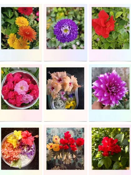 A beautiful harvest of colorful flowers from our clients' gardens. Our expert care, including proper fertilizing and pruning, results in healthy, vibrant blooms like these dahlias, hibiscus, and marigolds.