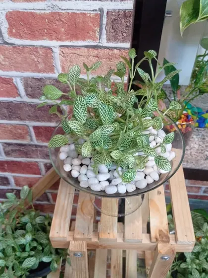 This is a Fittonia, or Nerve Plant, arranged in a glass bowl with white pebbles. It's a beautiful tabletop plant that thrives in a semi-hydroponic setup.