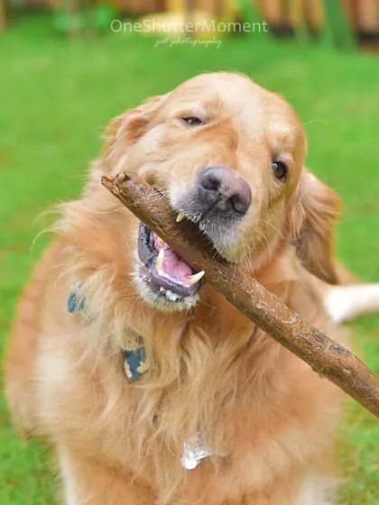 Bumpy proudly showing off his favorite stick. This close-up shot captures the simple, happy moments of a dog just being a dog.