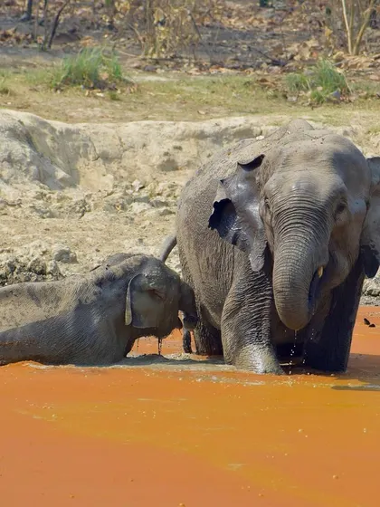 A mother and calf elephant cooling off. The torn ear of the mother tells a story of a long life in the wild.
