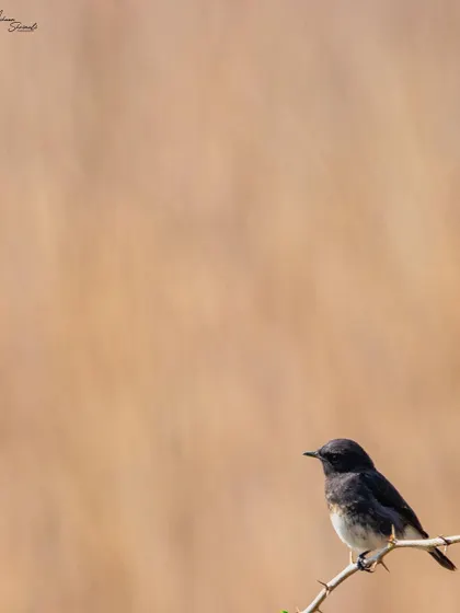 A male Pied Bushchat on the lookout. The simple composition with lots of negative space draws attention to the small, dark bird against the warm, earthy tones of the background.