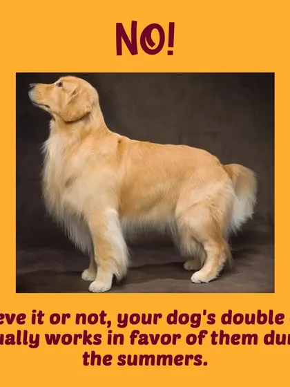 The answer is no. A dog's double coat is a natural insulator that actually helps them stay cool in the summer and warm in the winter.