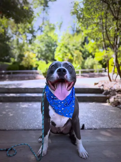 Meet Anubis, a rescue who needed to learn the basics and build confidence around new people and places. Seeing a once-nervous dog blossom into a happy, well-adjusted companion is the best part of my job.