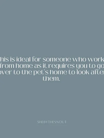 Because this is an in-home service, it's ideal for someone who works from home and can provide consistent companionship.