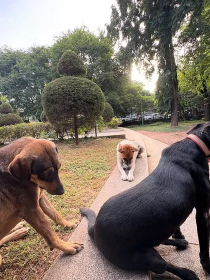 The gang's all here. A few of the Cubbon Park dogs sitting together.