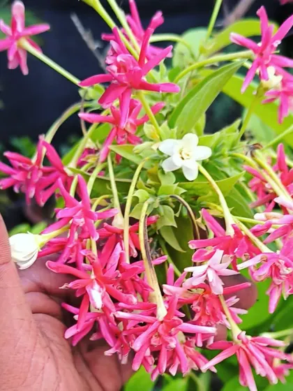 The double-petal Madhumalti, or Rangoon Creeper, is delicious. Its flowers change color from white to pink to red as they age.