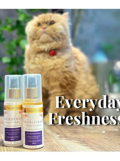 Our Ava Naturals Luxury Cologne provides everyday freshness for your pet. This image, featuring a majestic Persian cat, showcases the elegant and gentle nature of our essential oil-based mist.