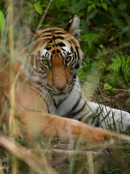 A sub-adult male tiger peeking through the grass in Bandhavgarh. It's a powerful reminder that in the jungle, you are always being watched.
