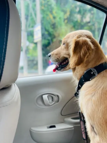 Goldy enjoying a car ride, a simple pleasure she was denied before. She is now adopted.