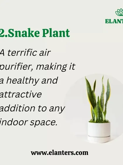 The Snake Plant is a terrific air purifier, making it a healthy and attractive addition to any indoor space. It's a must-have for a green home.