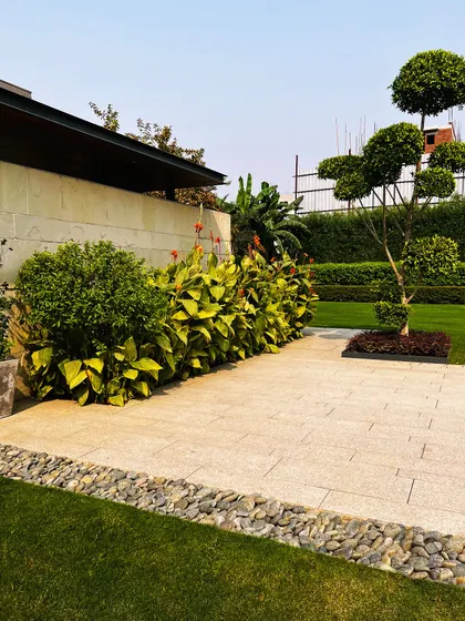 A sculpted topiary tree adds a touch of formal elegance to the lawn. I use unique plant forms like this to create points of interest within the broader landscape design.