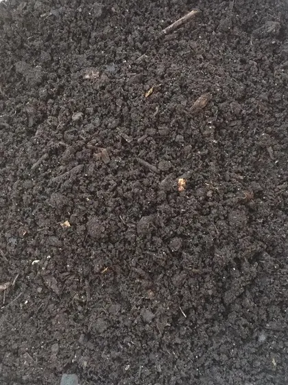 This is the final product, our "Garden Gold." This is our aged, finely screened compost, perfect for starting seeds or giving your garden beds a nutrient boost. It's dark, rich, and full of life.
