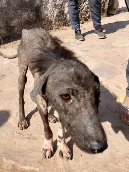 This is Gauri's "before" photo, when she was found on the streets of Ranthambore. Her transformation is a powerful reminder of what's possible with rescue, care, and a dedicated relocation plan to get her to her new family in the USA.