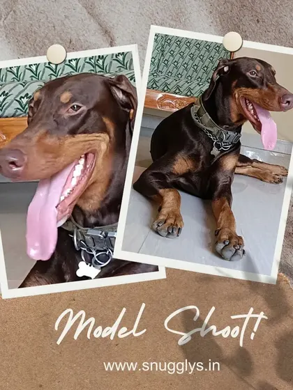 A handsome Doberman relaxing on the floor. I welcome dogs of all breeds and sizes into my home.
